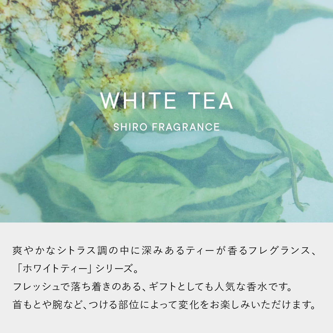 SHIRO White Tea Body Milk 195g Hydrating Body Cream