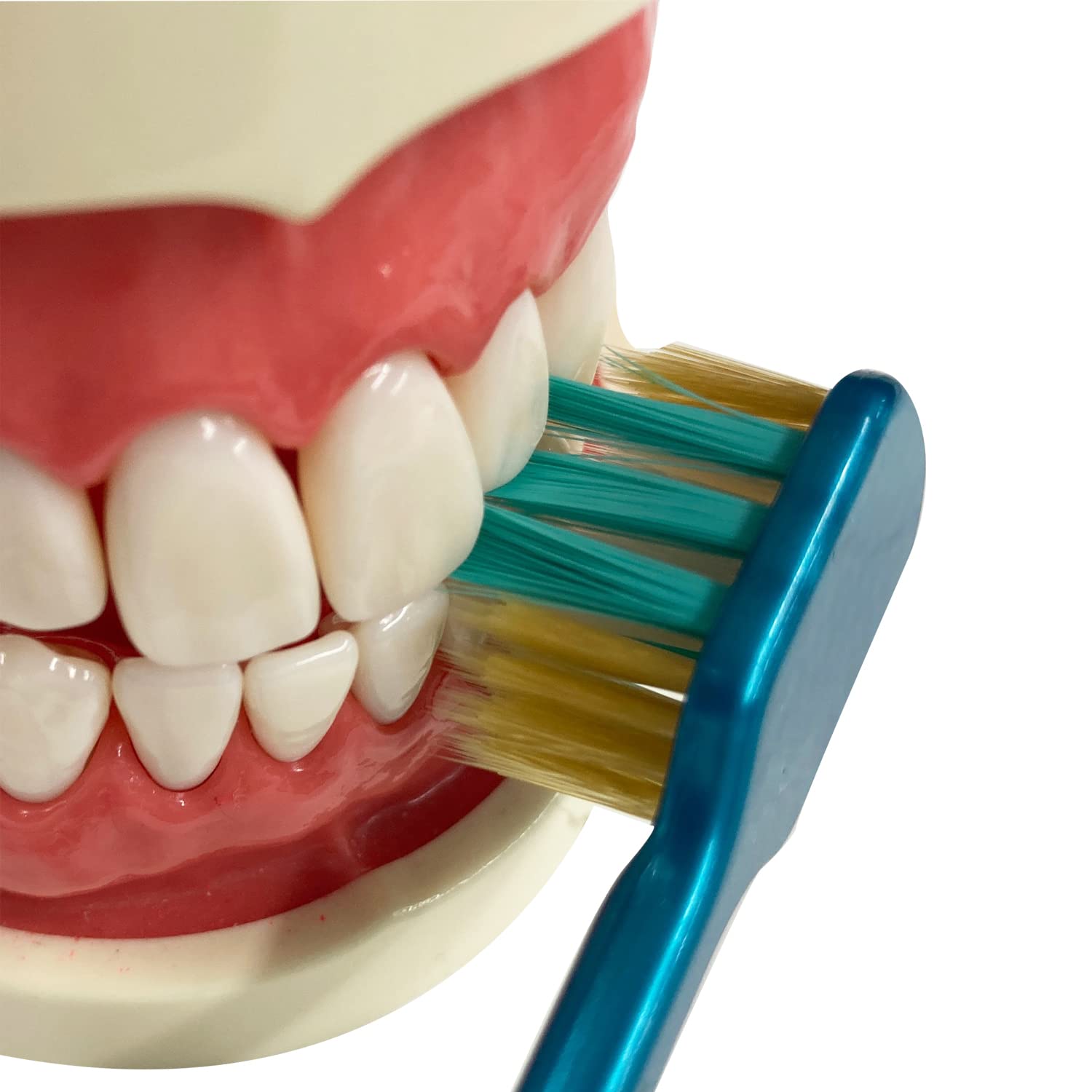 Ebisu The Premium Care Periodontal Pocket Plus Regular Size