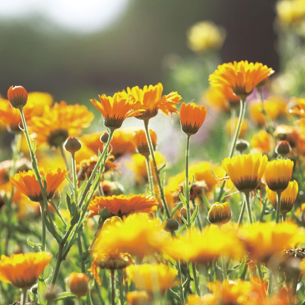 Leaf &amp; Botanics Face Wash with Calendula 150ml for Gentle Cleansing