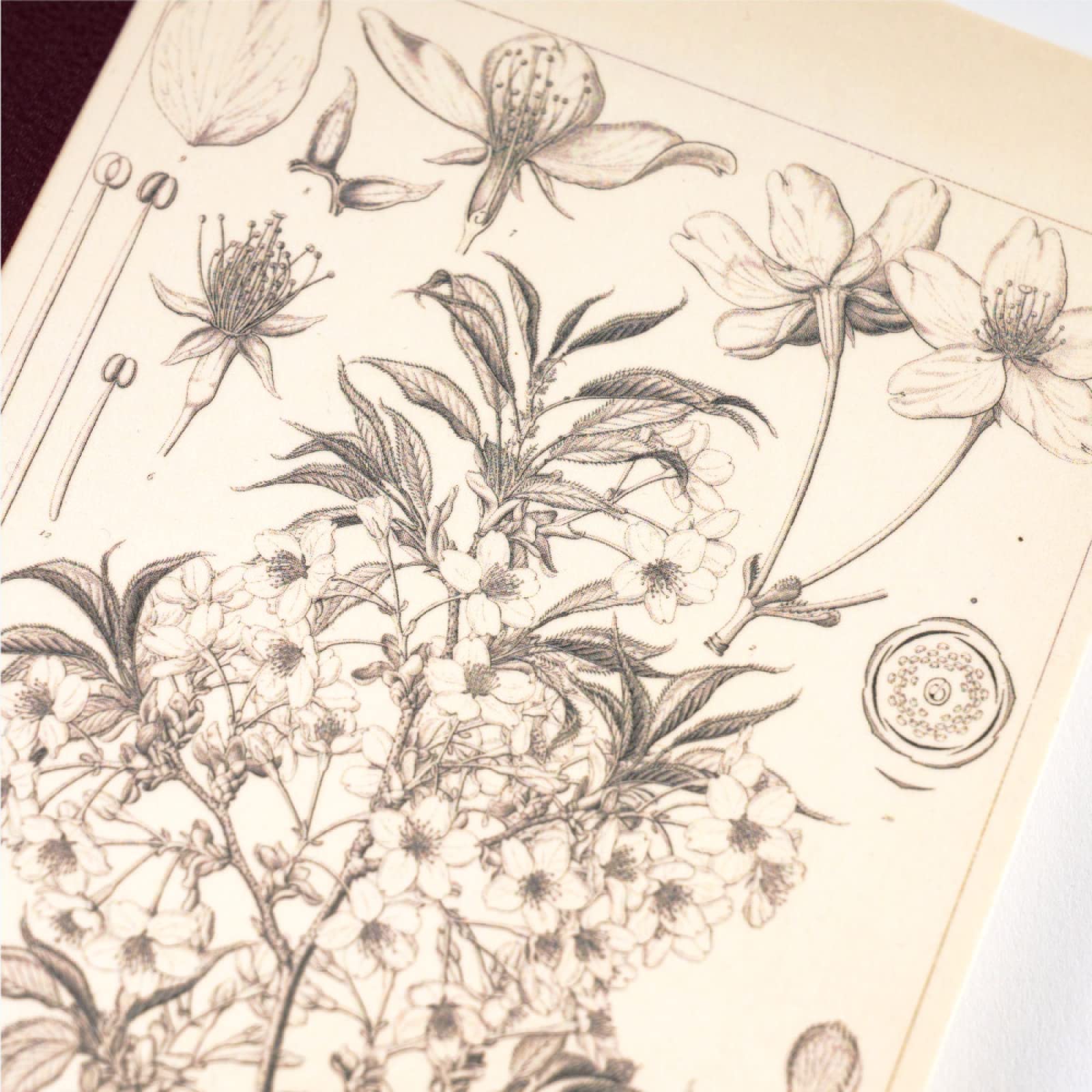 Hobonichi Techo A6 Notebook with 240 Pages and 3.7mm Grid