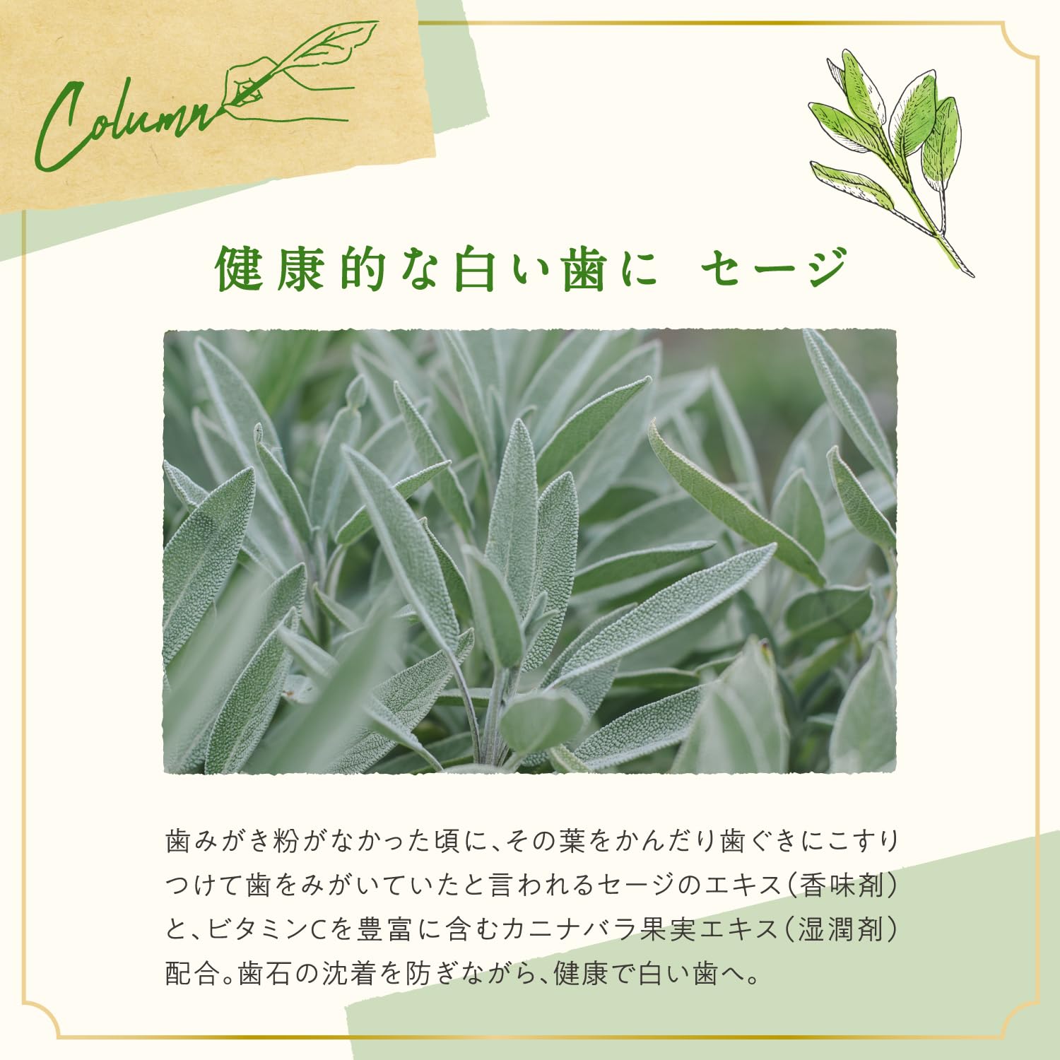 ARGITAL Green Clay Toothpaste with Sage 75ml for Natural Oral Care