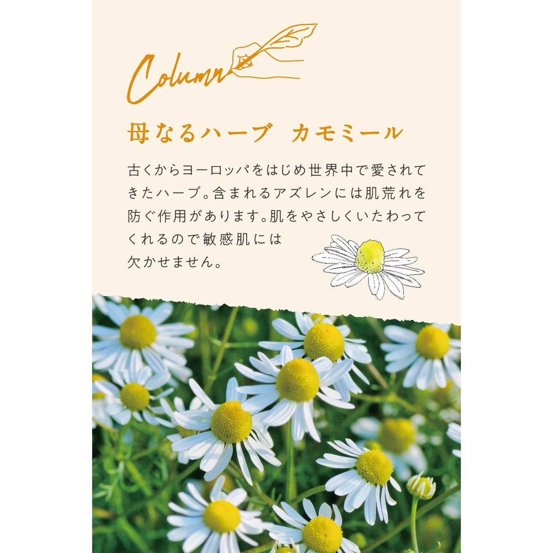 ARGITAL Bright Moisturizing Chamomile Cream 50ml for Hydration